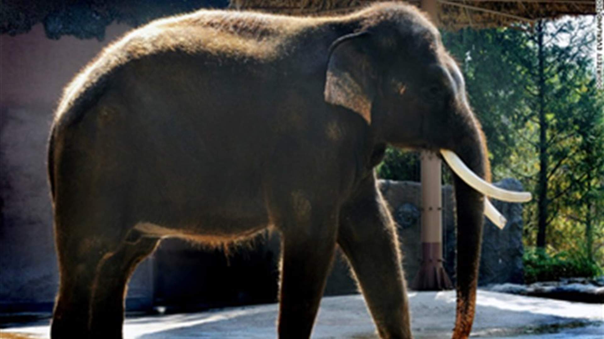 Asian elephant speaks! 