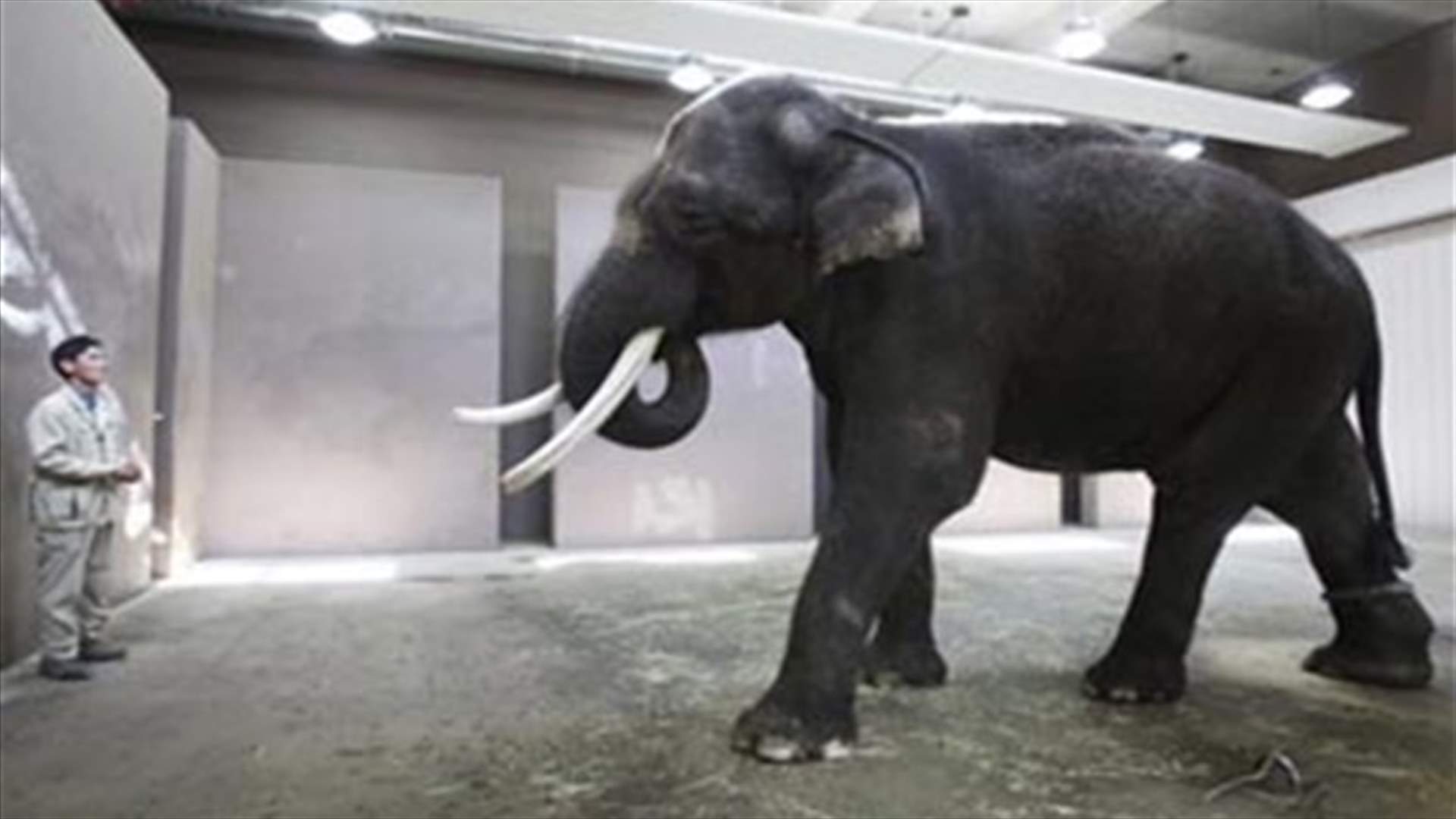  Elephant Koshik "speaks" Korean