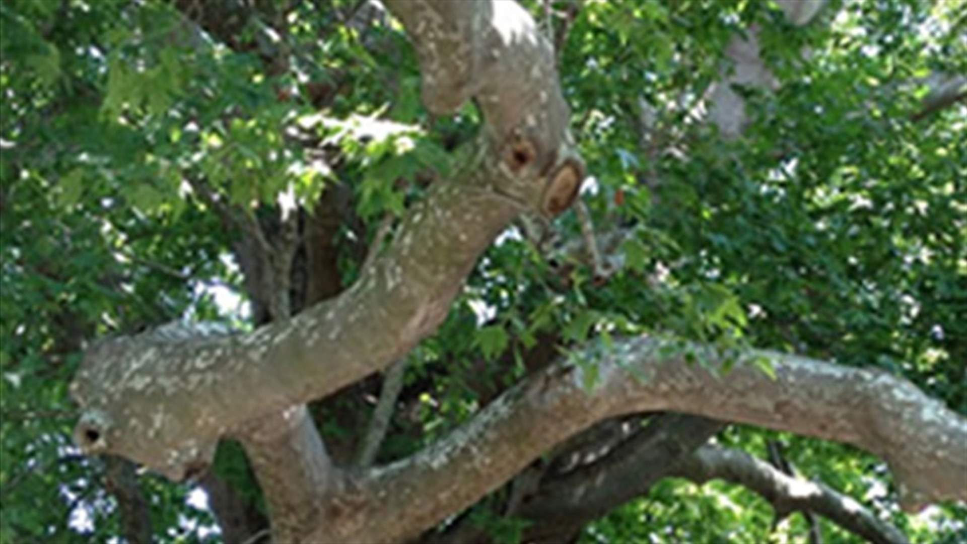 Citizen falls to death...from a tree 