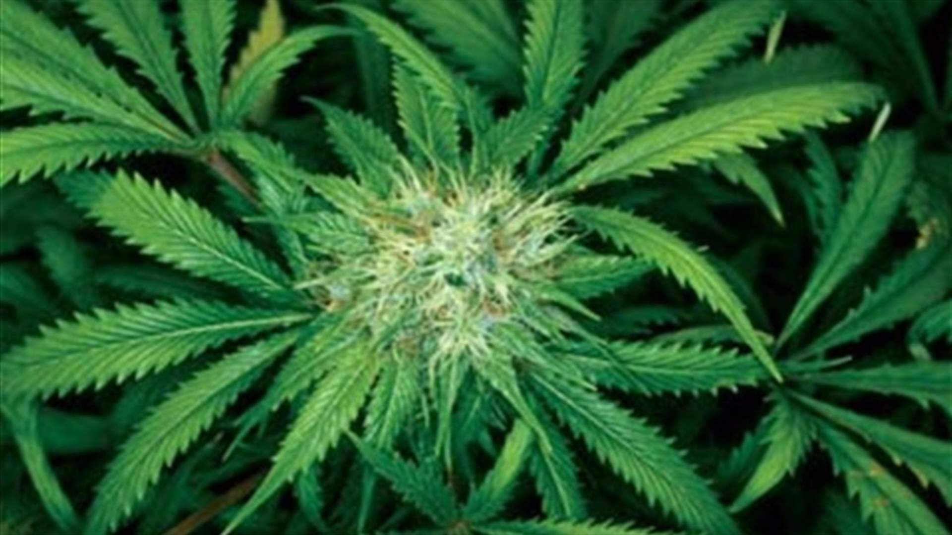 Colorado, Washington first states to legalize recreational pot