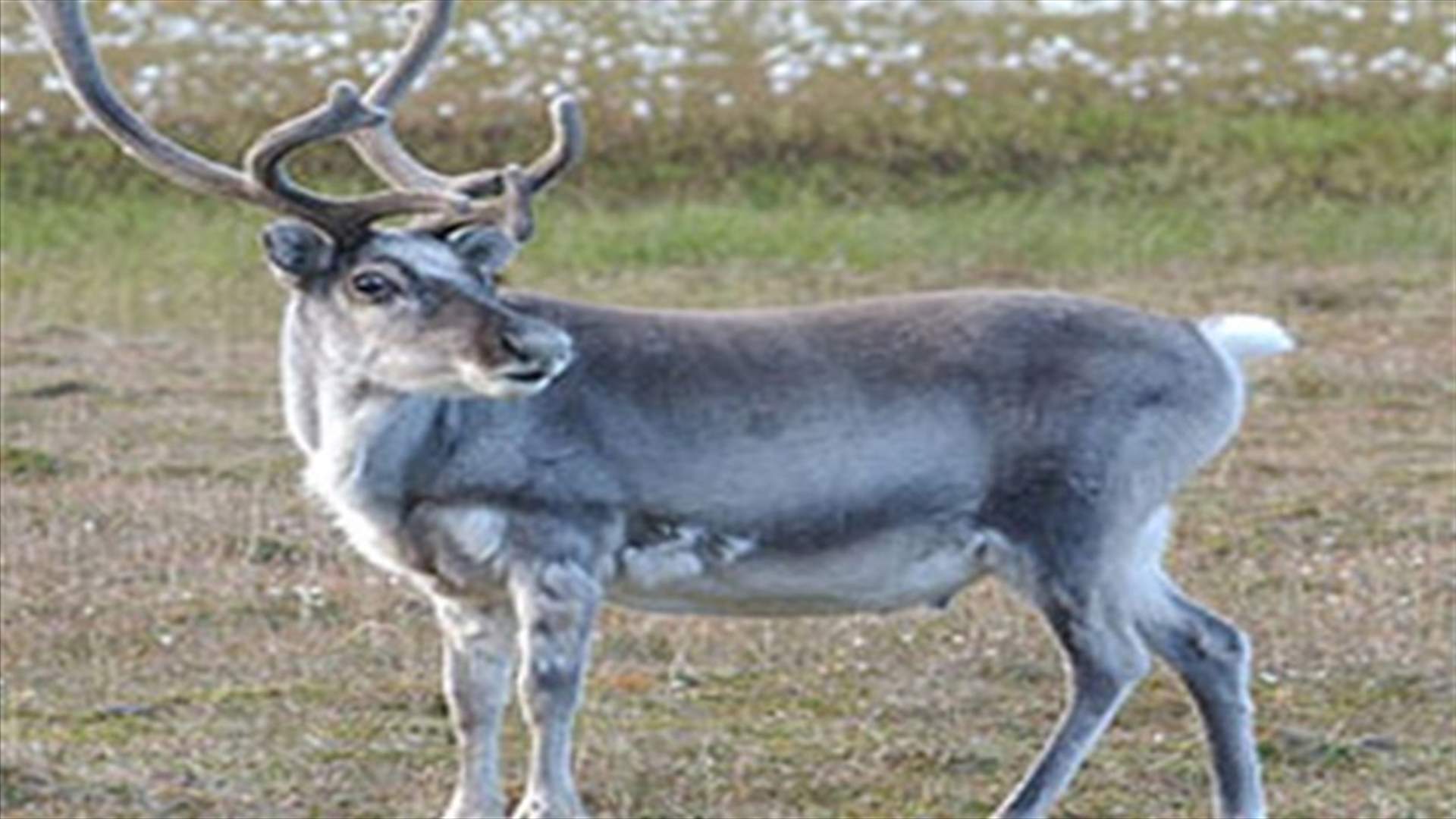 Deer attacks man, steals cigarettes