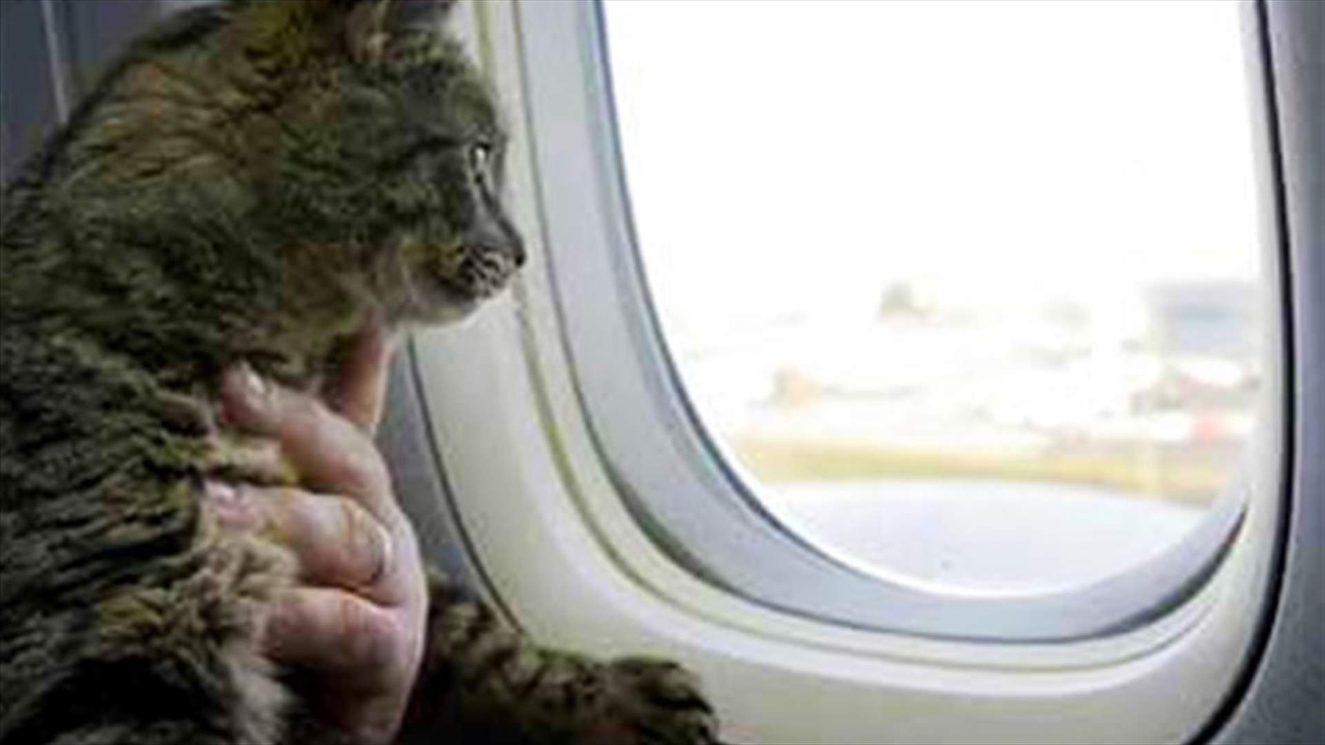 Cat on a plane delays flight for three hours 