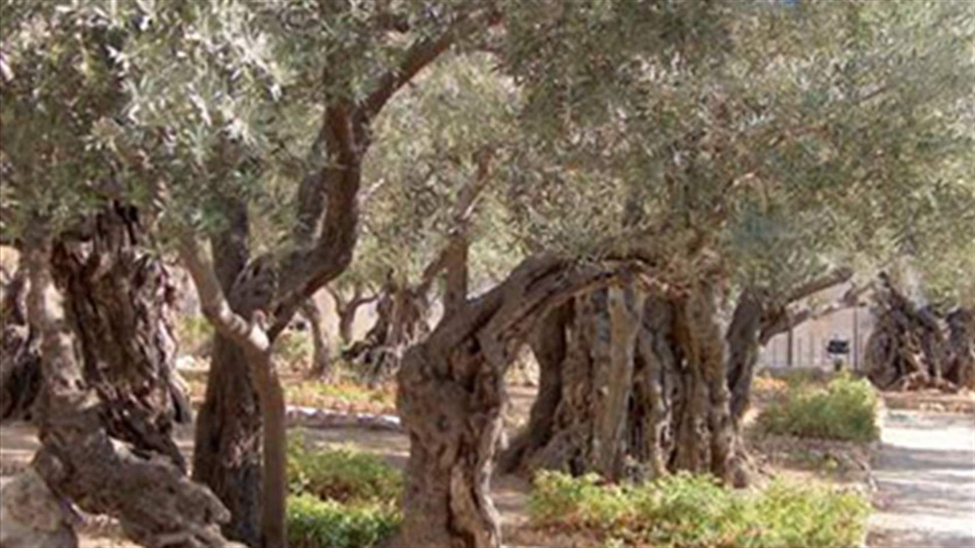 Settlers uproot Palestinian olive trees 