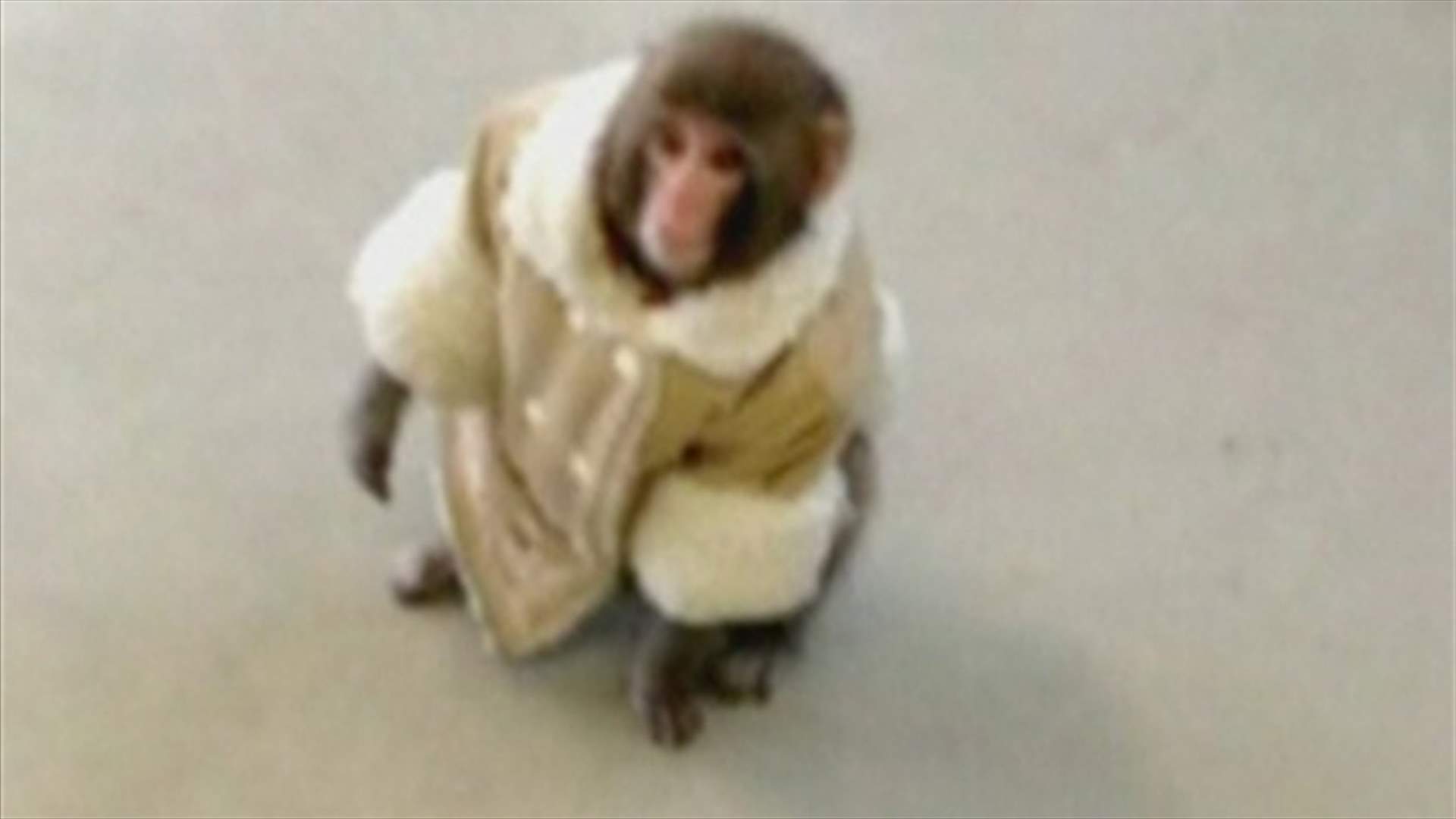 REPORT: Coat-wearing monkey caught outside Toronto store