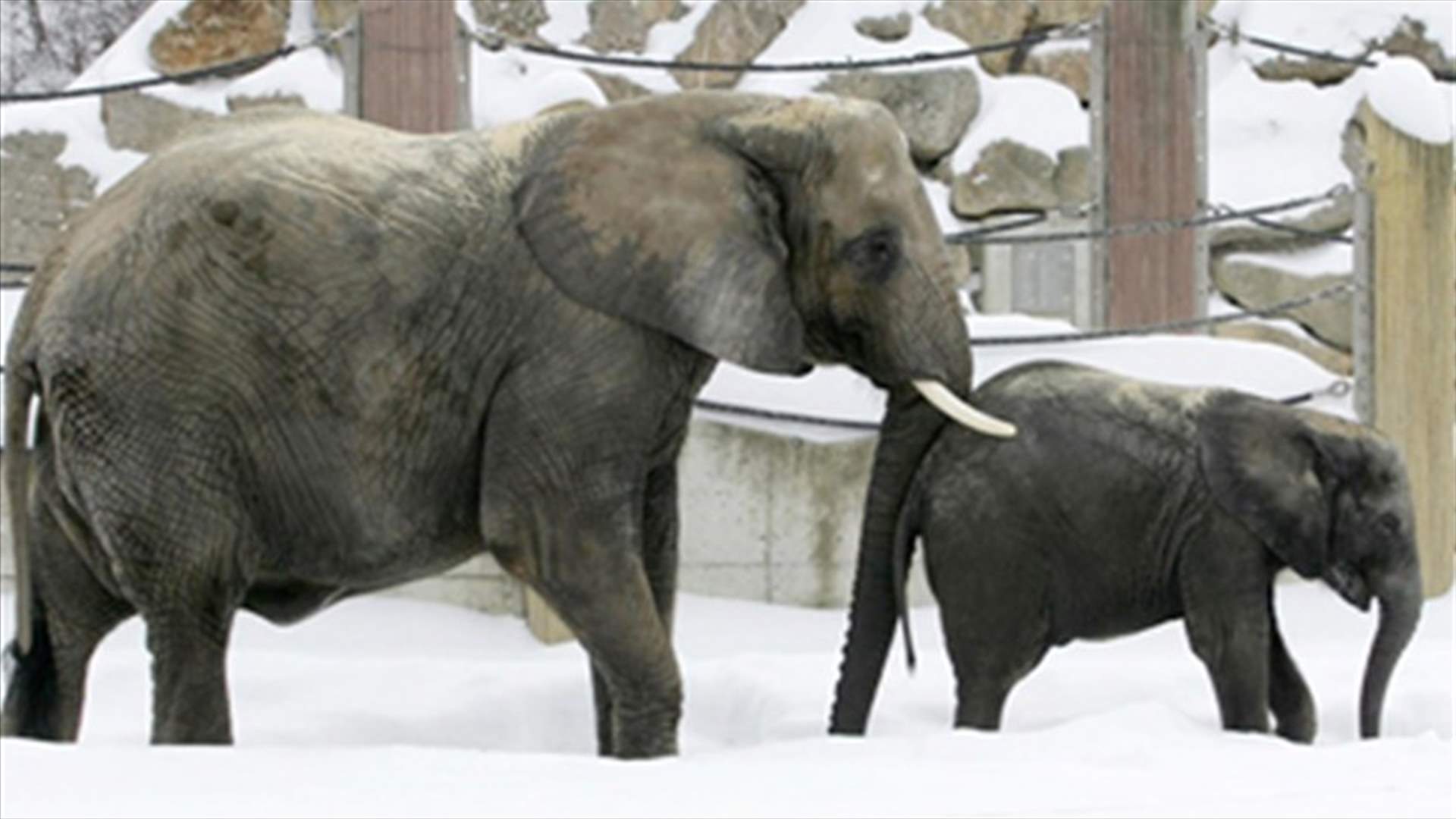 Vodka saves elephants from death in Siberian frost