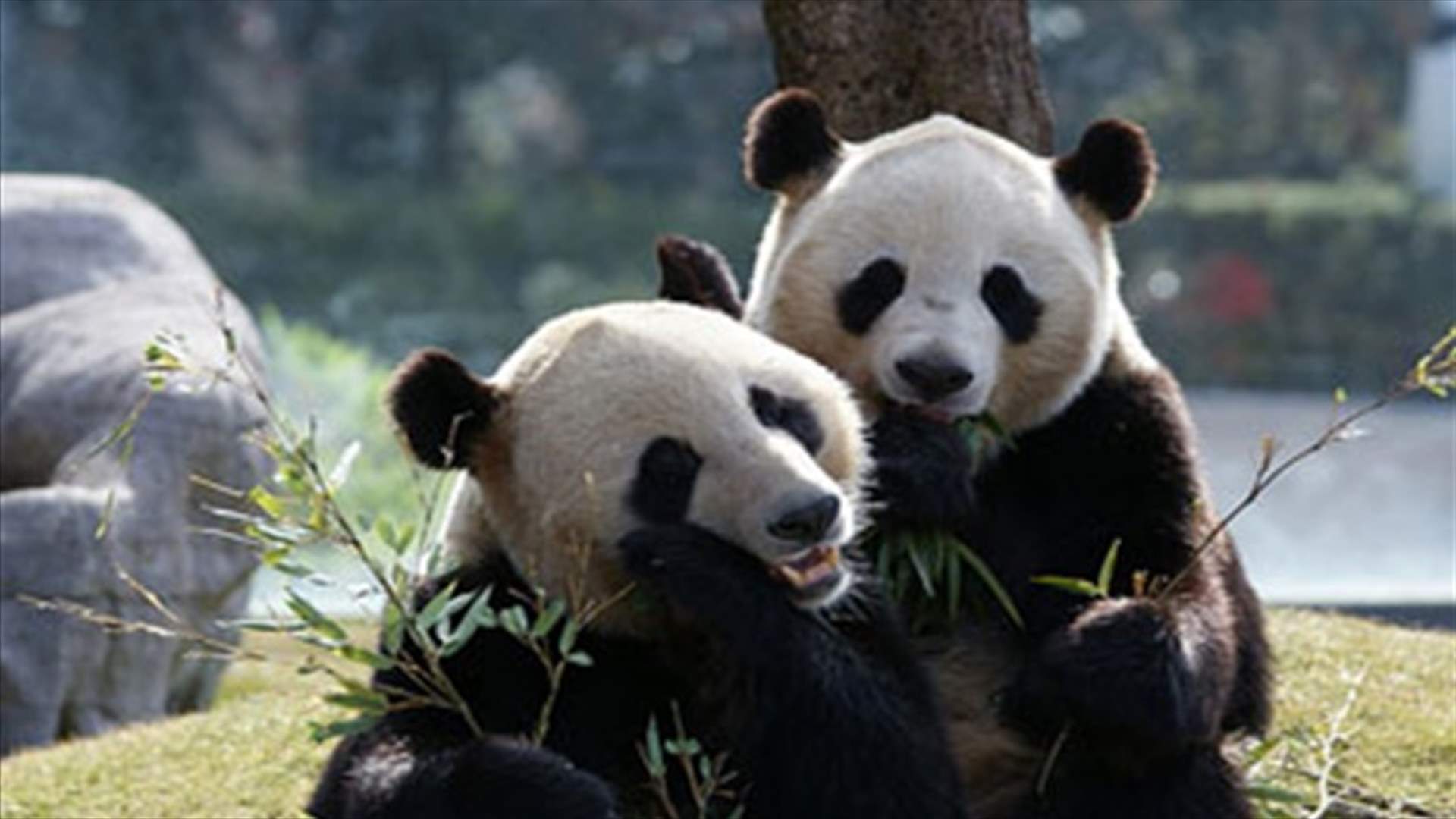 Japan-born giant pandas return to China