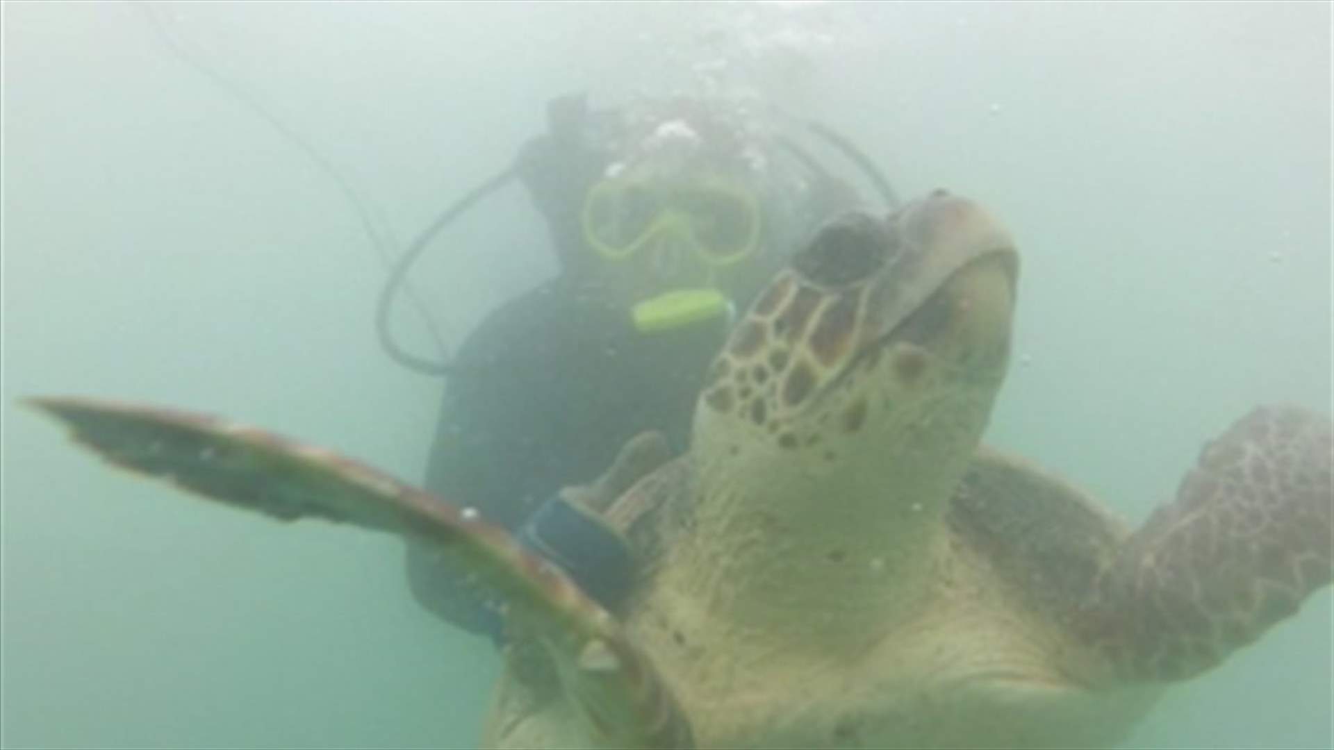 REPORT: Sea turtle rescued off the Beirut shore