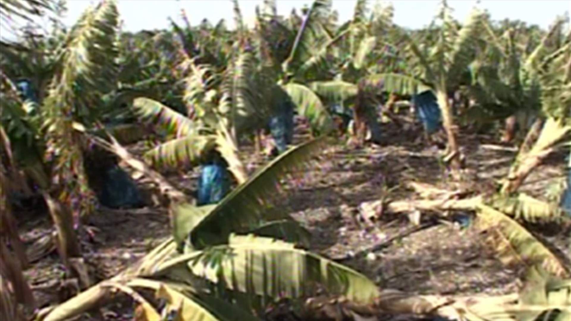 Tyre’s farmers call on government to compensate floods’ damages