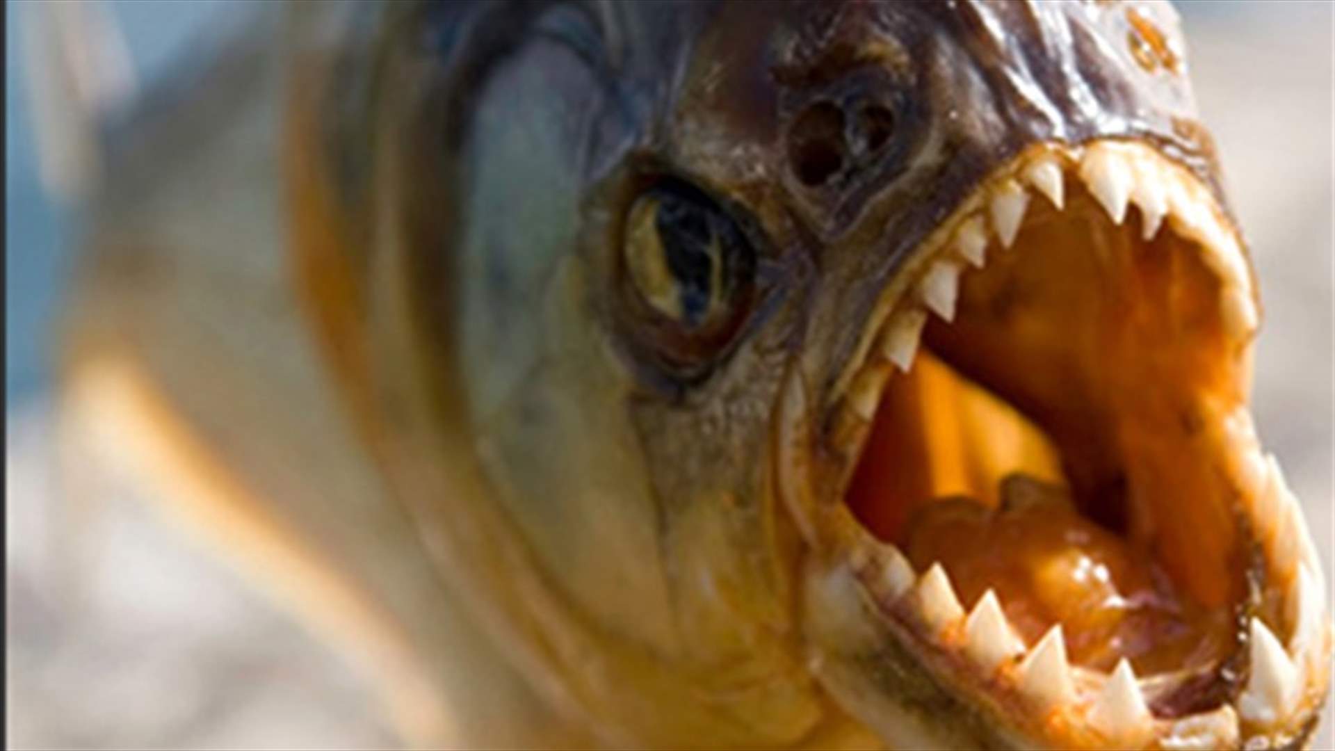 Piranha's bite found more powerful than a Dinosaur's - study