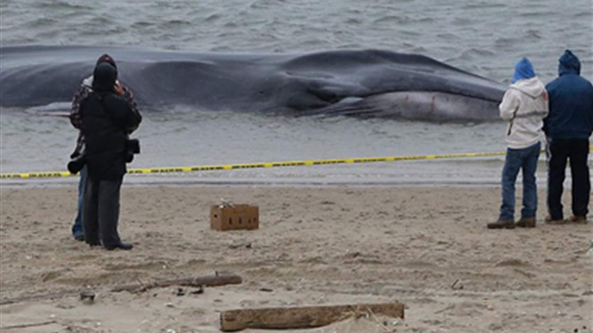 18 meter long finback whale washed up on New York's shoreline 