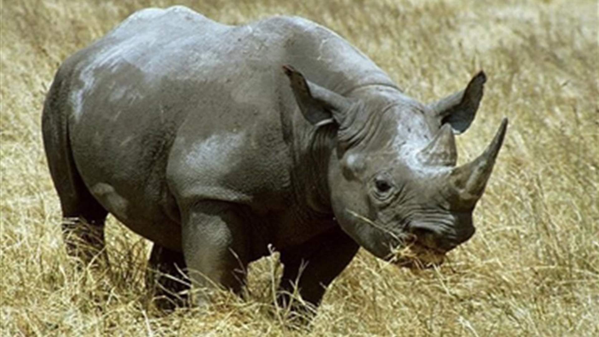 Poachers make 2012 a deadly year for Africa's rhinos, elephants