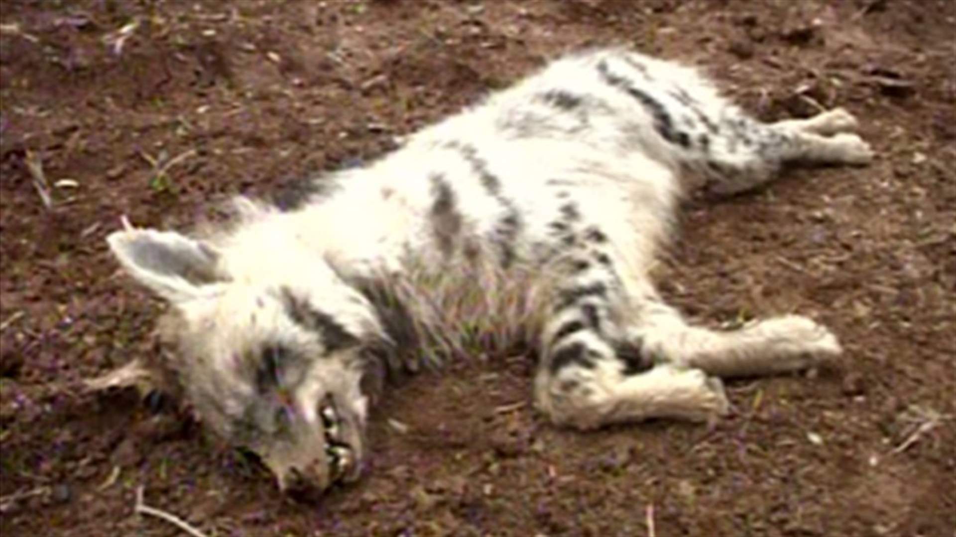 REPORT: Rare hyena shot dead in Ferzol 