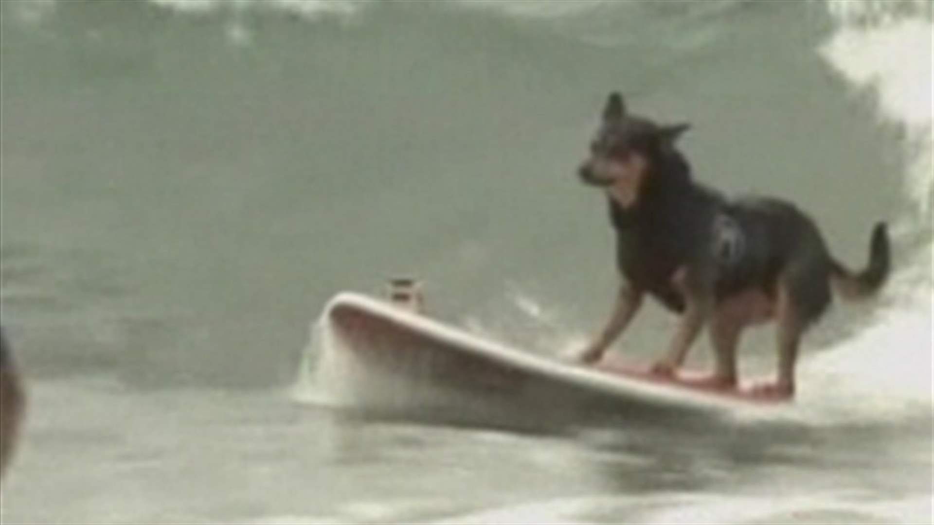 REPORT: The funniest snapshots of 2012 