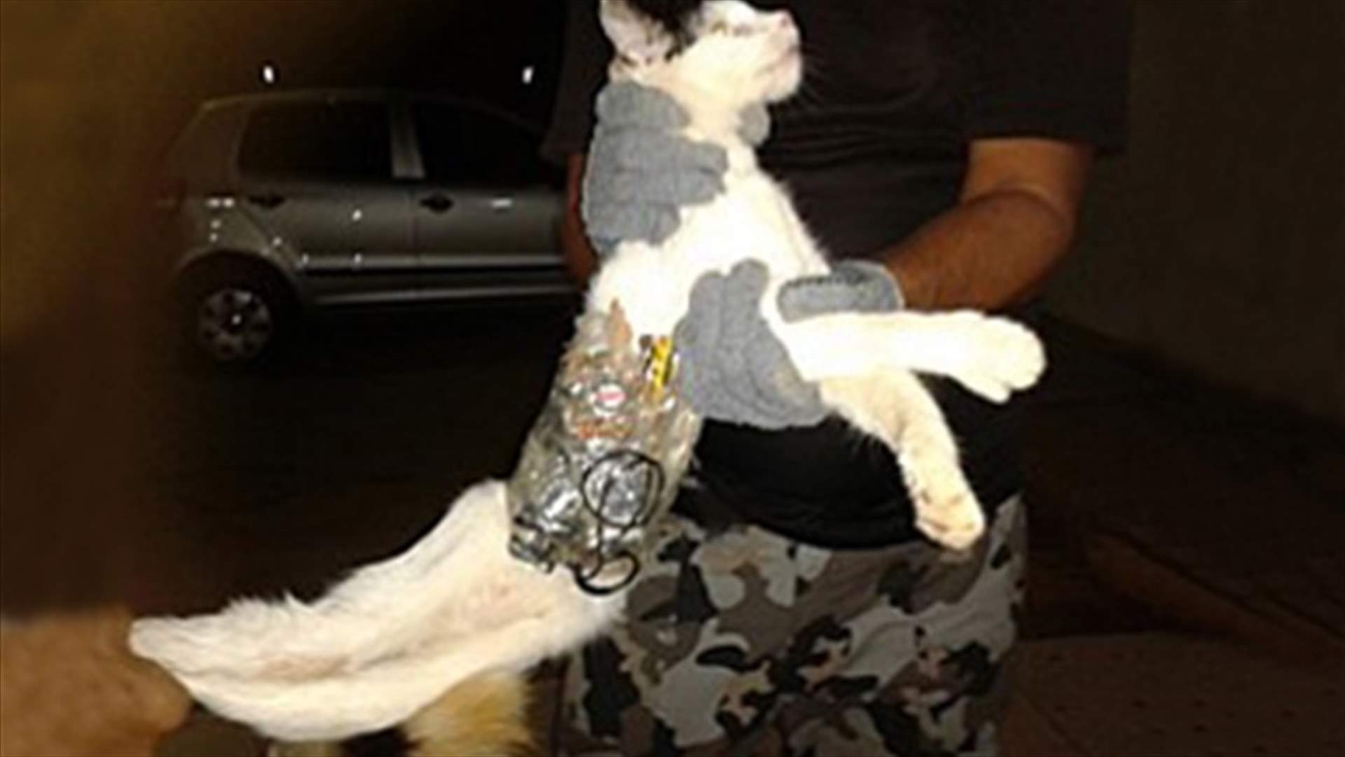 Cat caught sneaking saw, phone into Brazil prison
