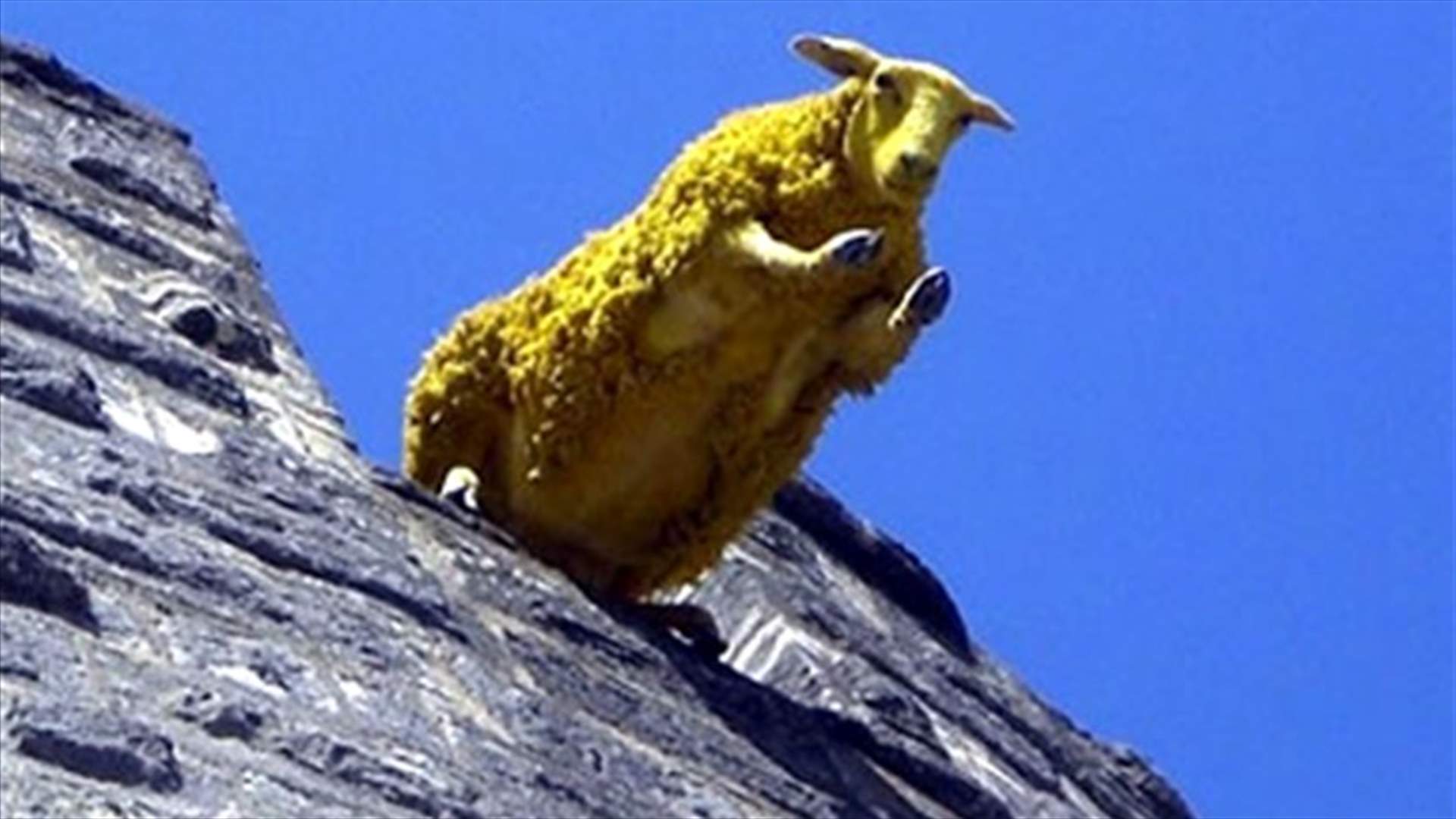 Sheep commits suicide to escape the knife 