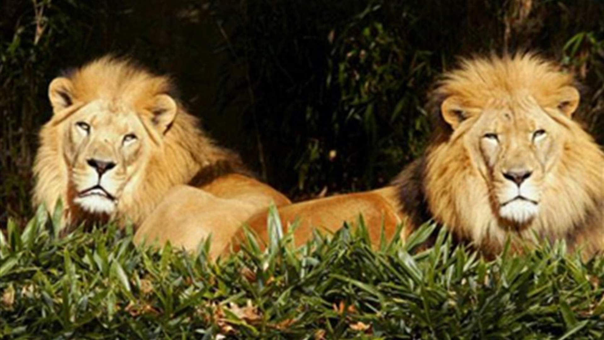 Zambia bans hunting of endangered lions, leopards