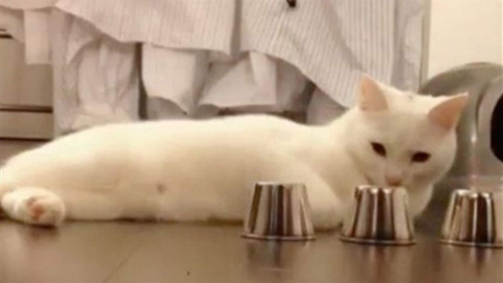 Smart cat wins Shell game
