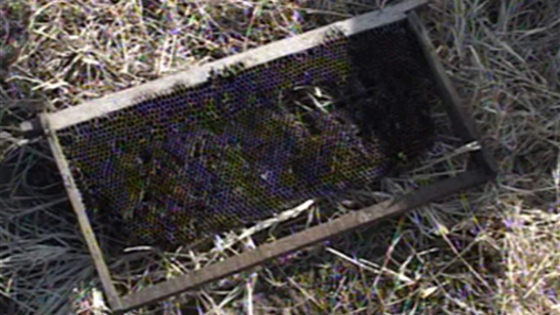REPORT: Storm Olga’s repercussions destroy honey season 