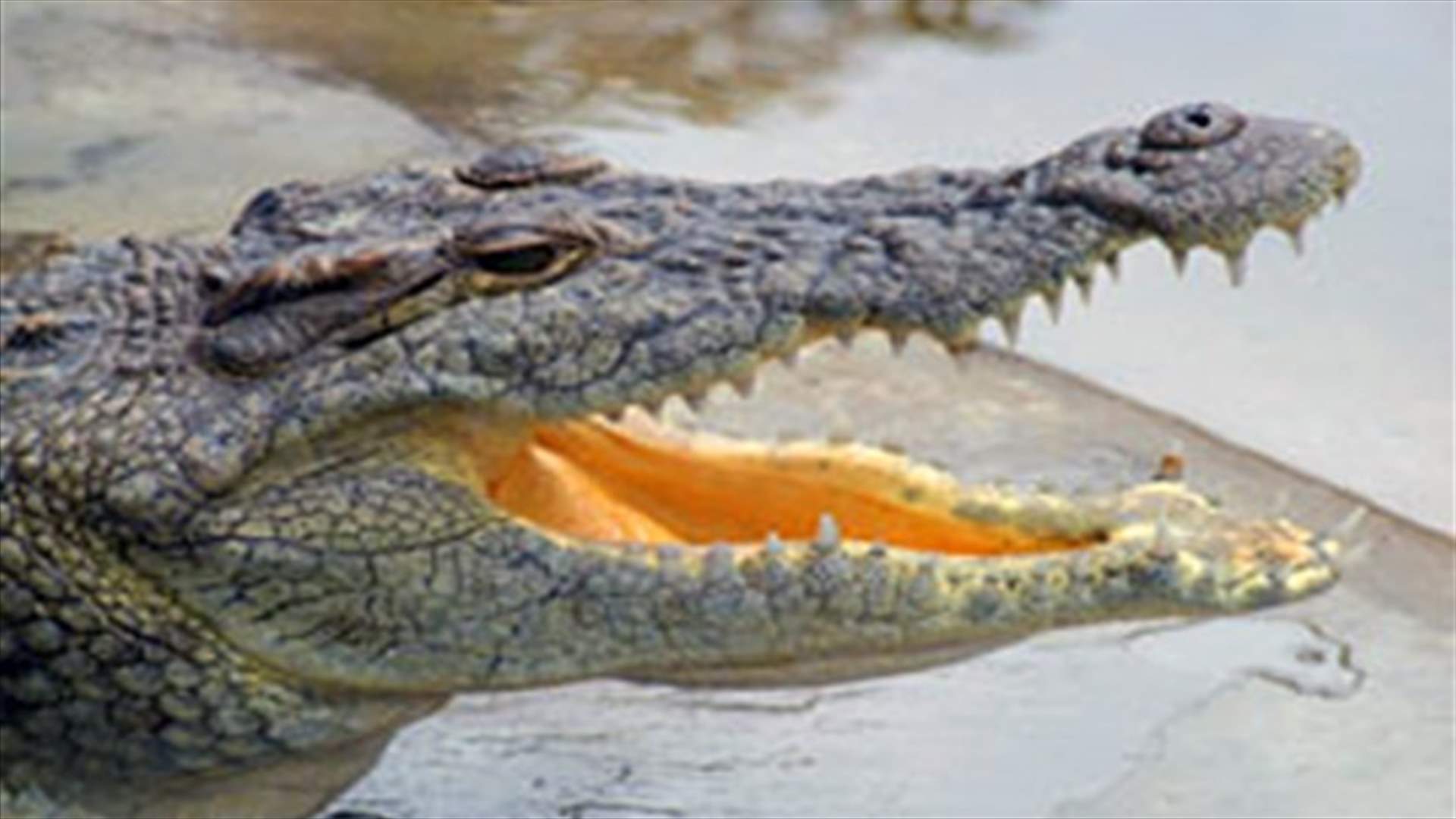 Thousands of crocodiles on the loose after S.Africa floods
