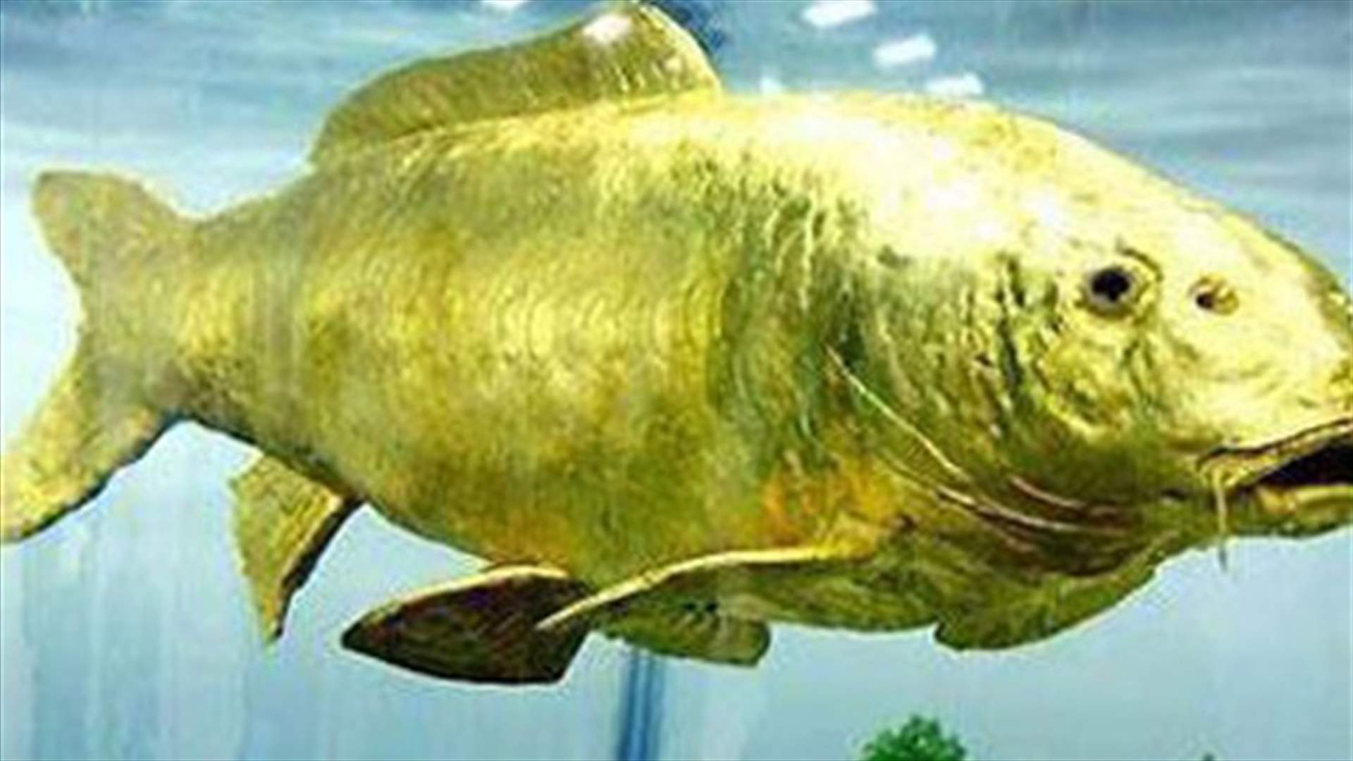 سمك بيرانا المفترس ينبح عند شعوره بالخطر