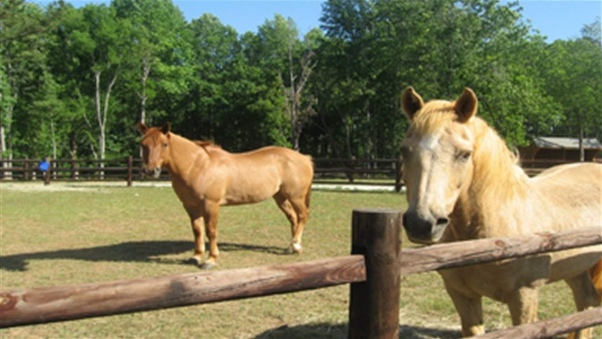 PM: Horsemeat scandal harming Ireland's reputation