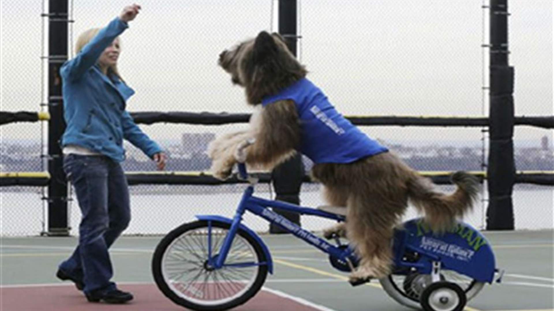Norman, a sheepdog, rides a bike, a scooter and a skateboard