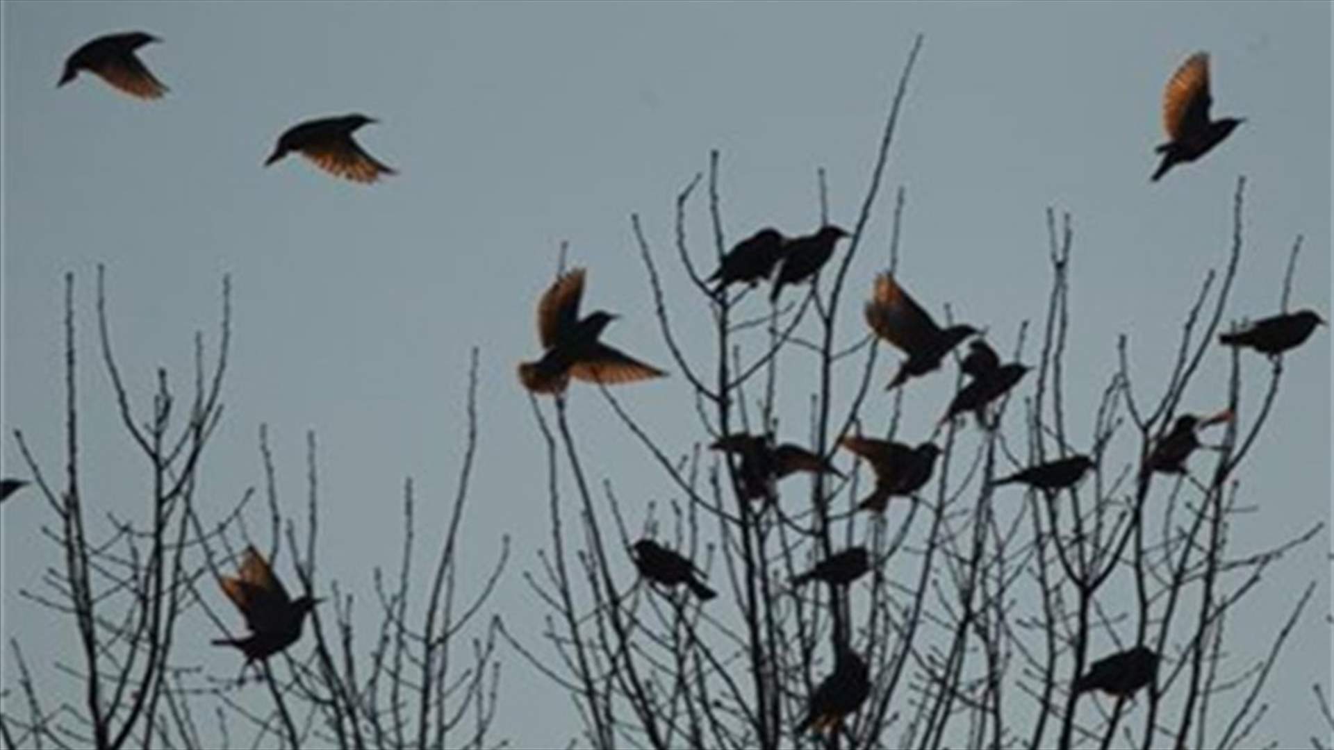 Hitchcock's "The Birds" becomes a reality
