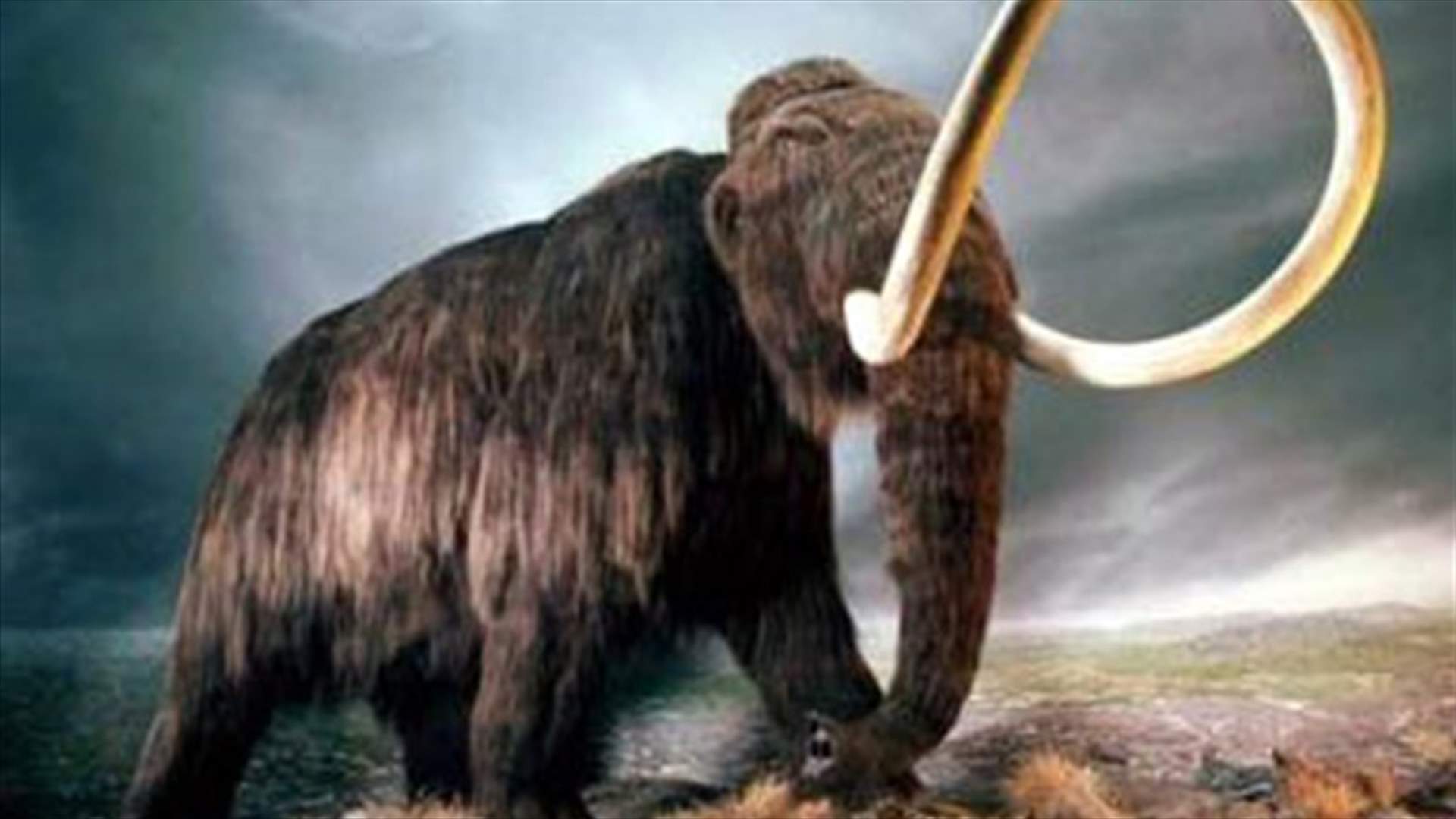 Rare southern mammoth remains found in Russia