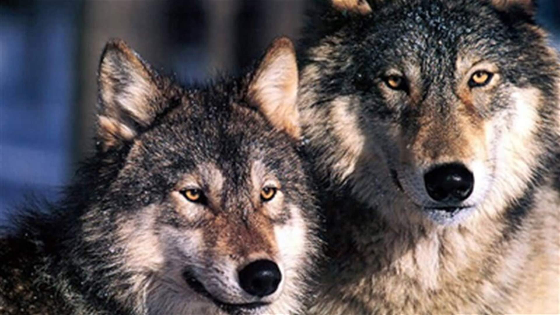 Korean scientist clones eight coyotes using egg of female dog