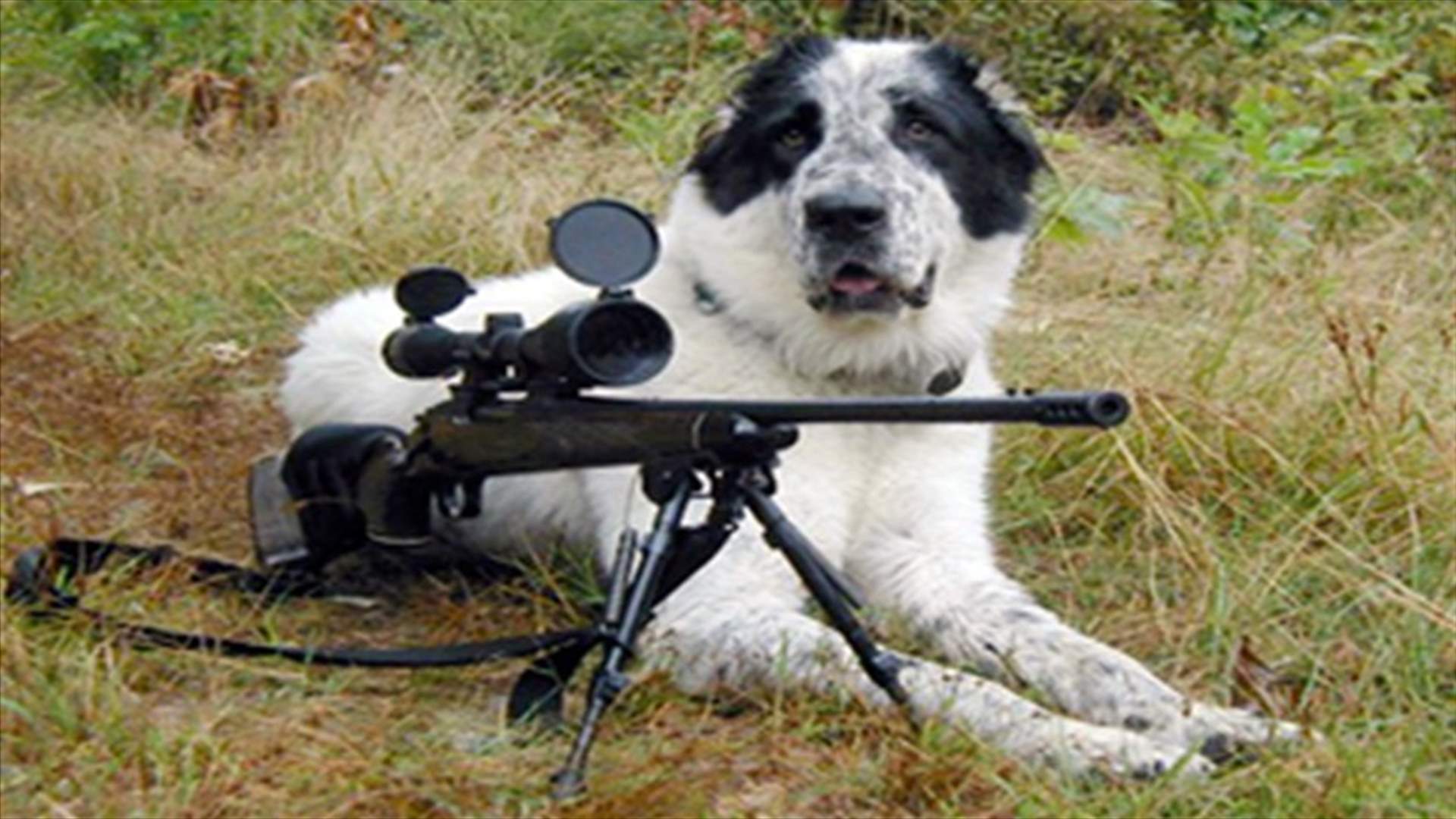 Dog shoots man in Florida - maybe