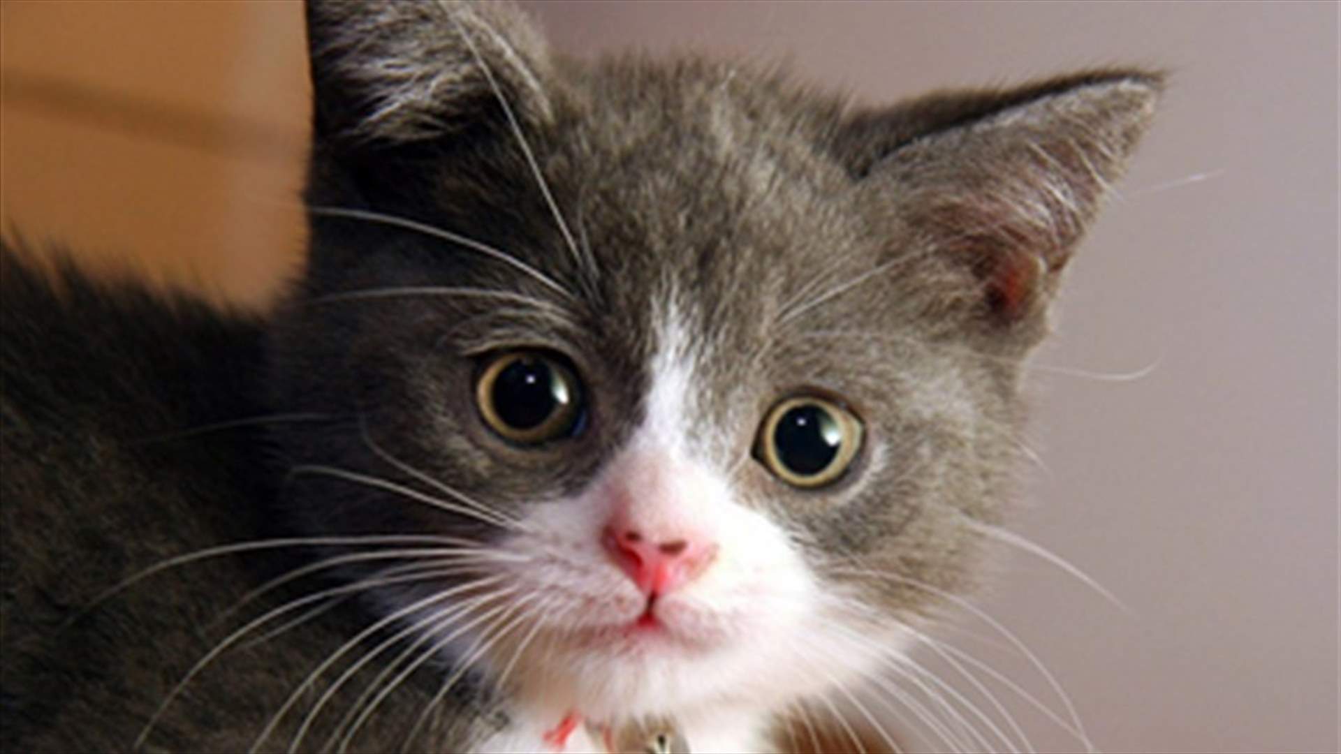 Siberian woman kills husband to protect cat