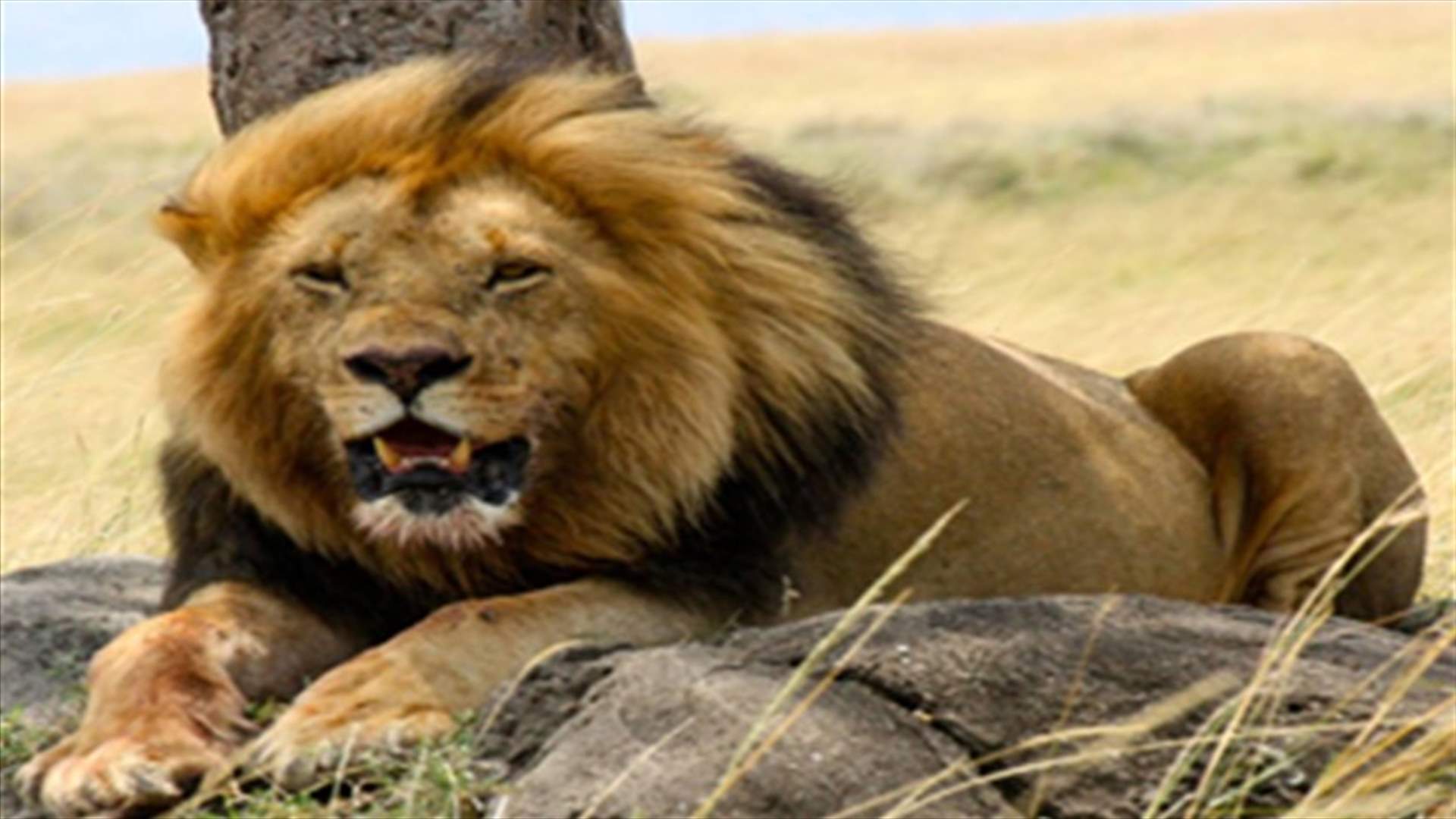 Woman mauled to death by lion as she made love to boyfriend 
