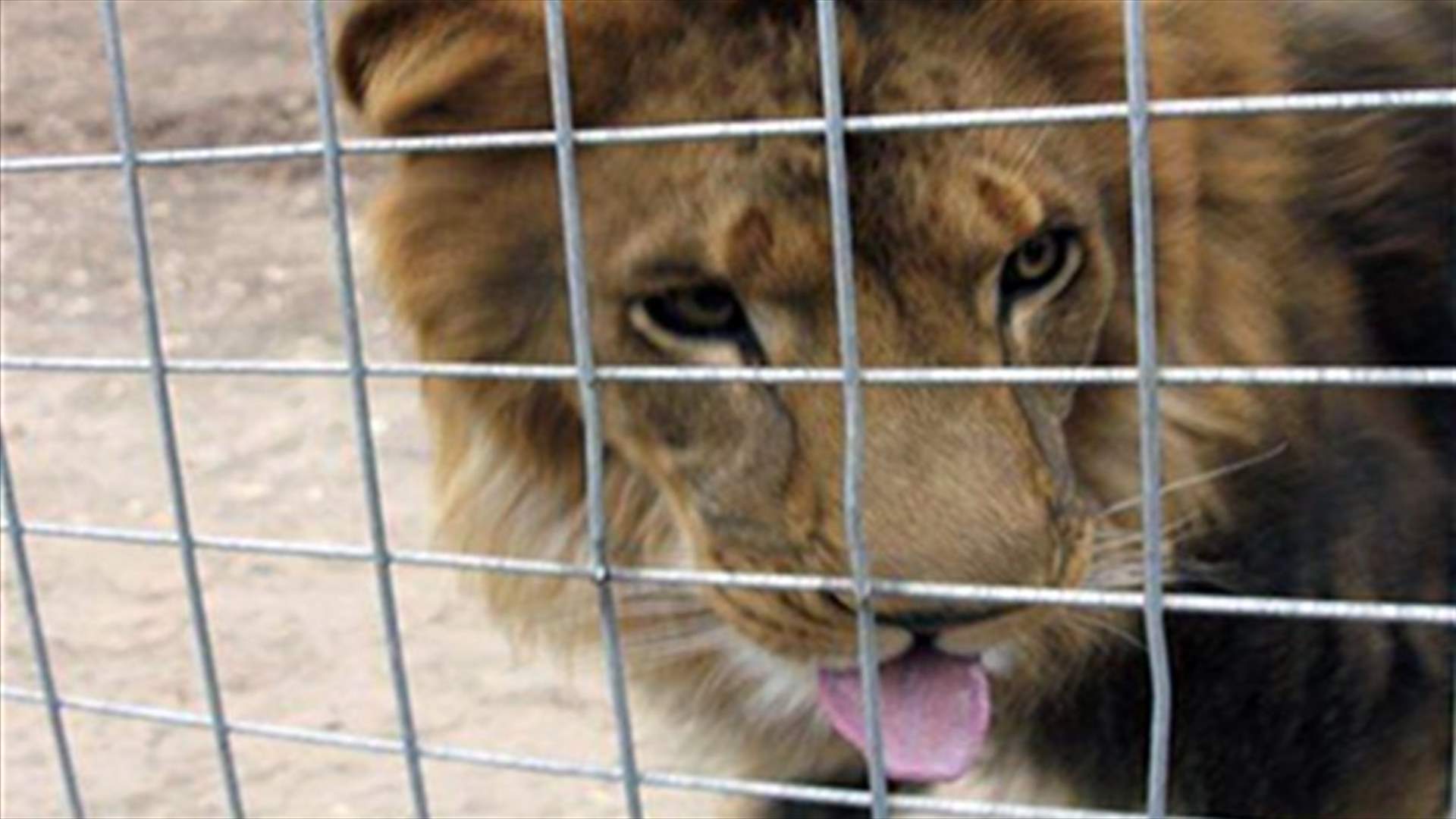Lion kills young intern at US exotic animal park