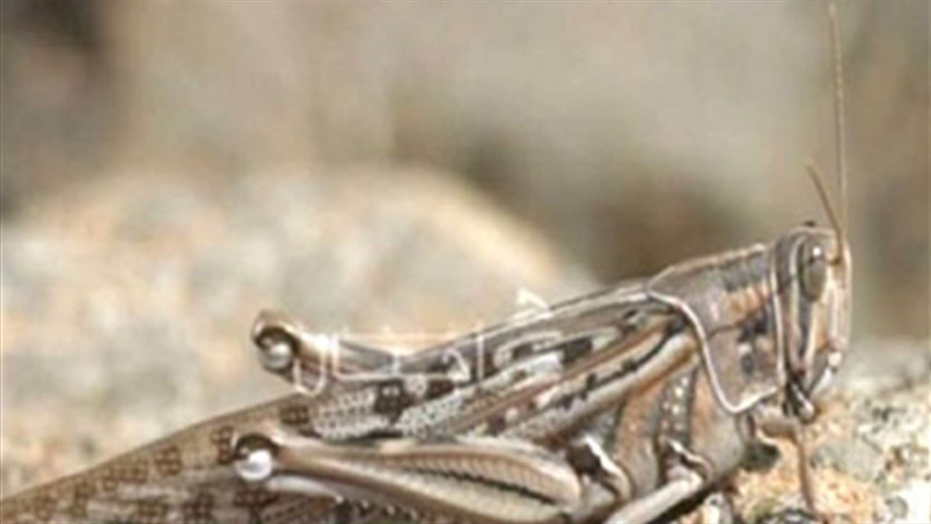 REPORT: Cold weather would kill locusts