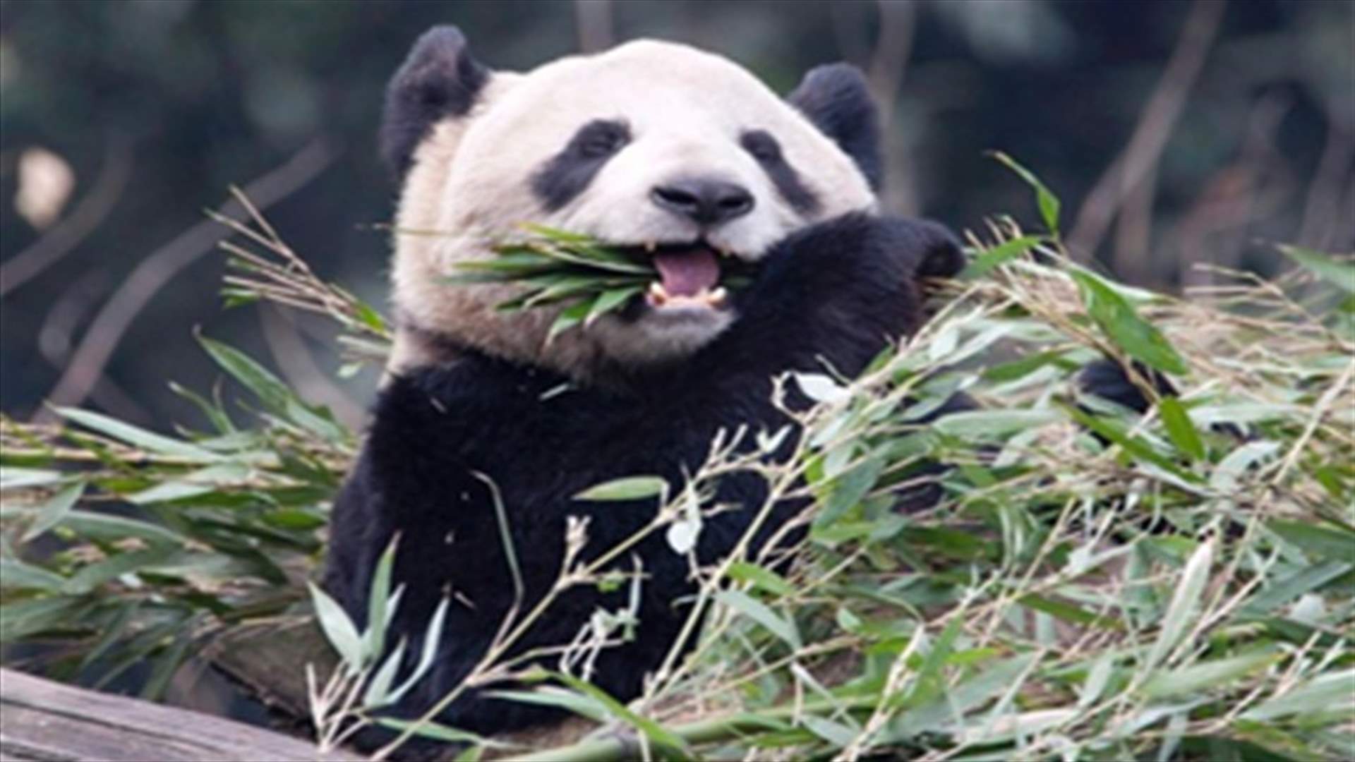 China sends pandas to Canada as sign of warmer diplomatic ties 