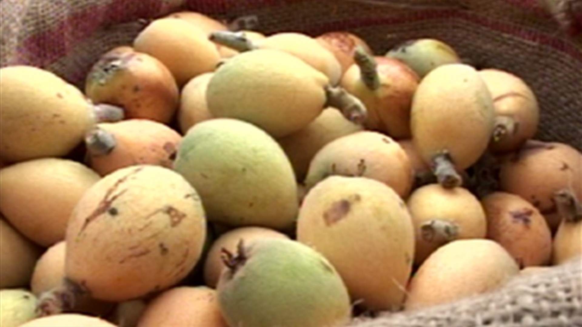 موسم الأكيديني مهدد بسبب تراجع التصدير