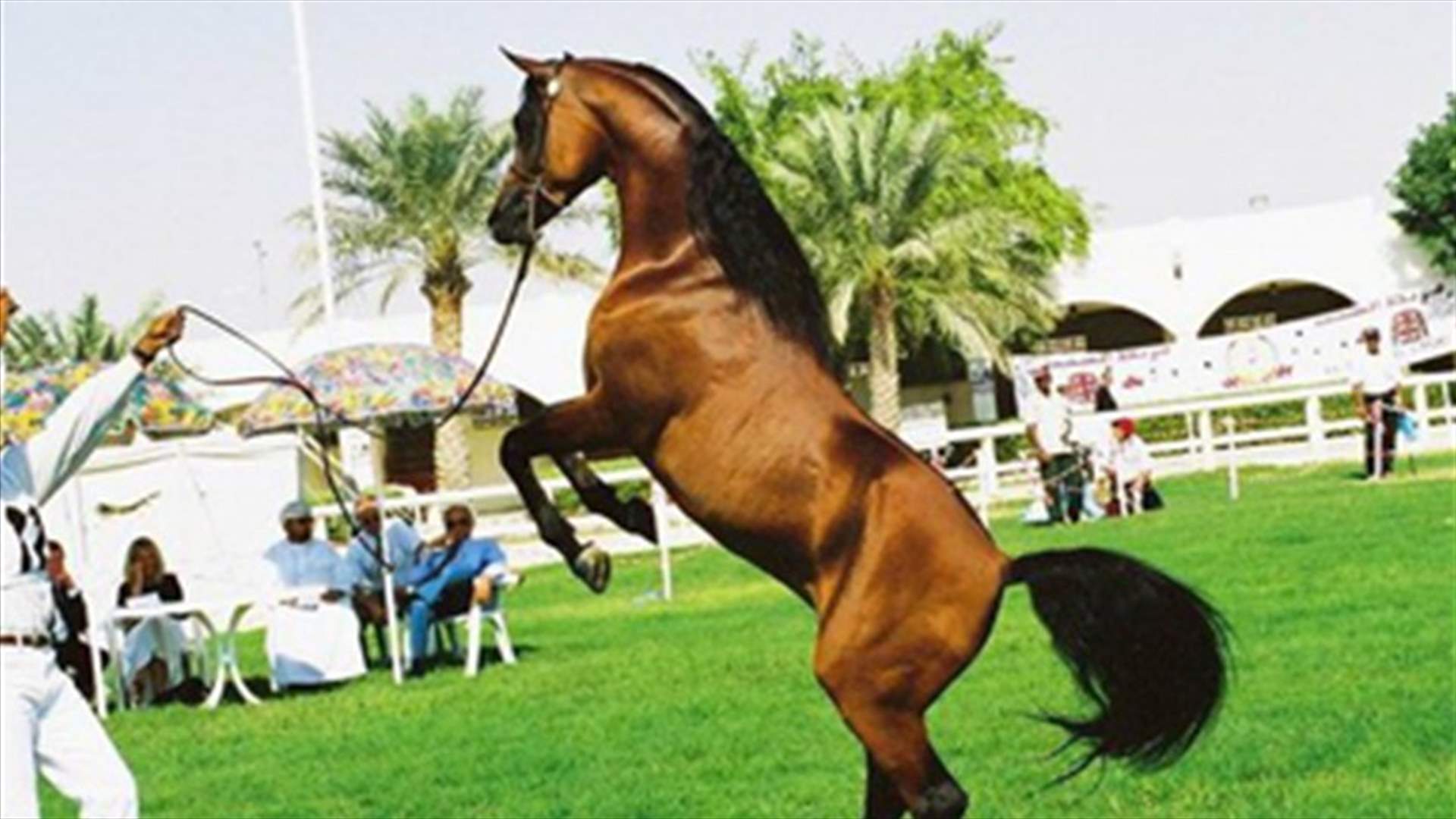 Oklahoma to allow horses to be slaughtered for meat