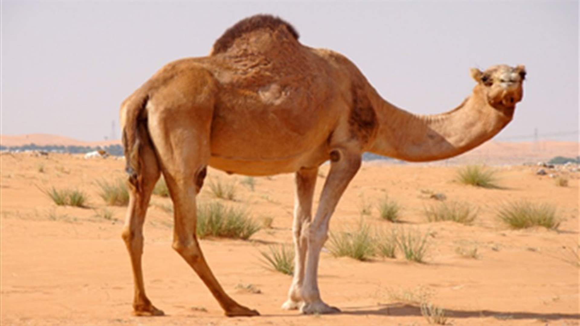 Mali to give France new camel after first one is eaten 