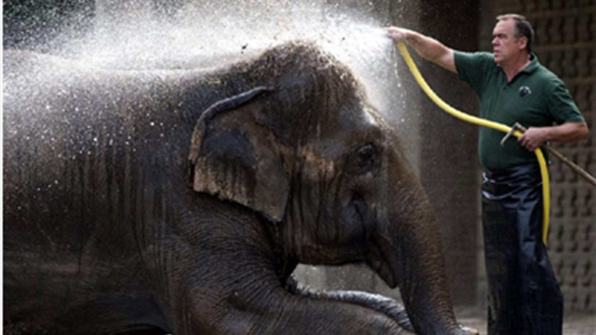 Reward offered in drive-by shooting of Ringling elephant in Mississippi