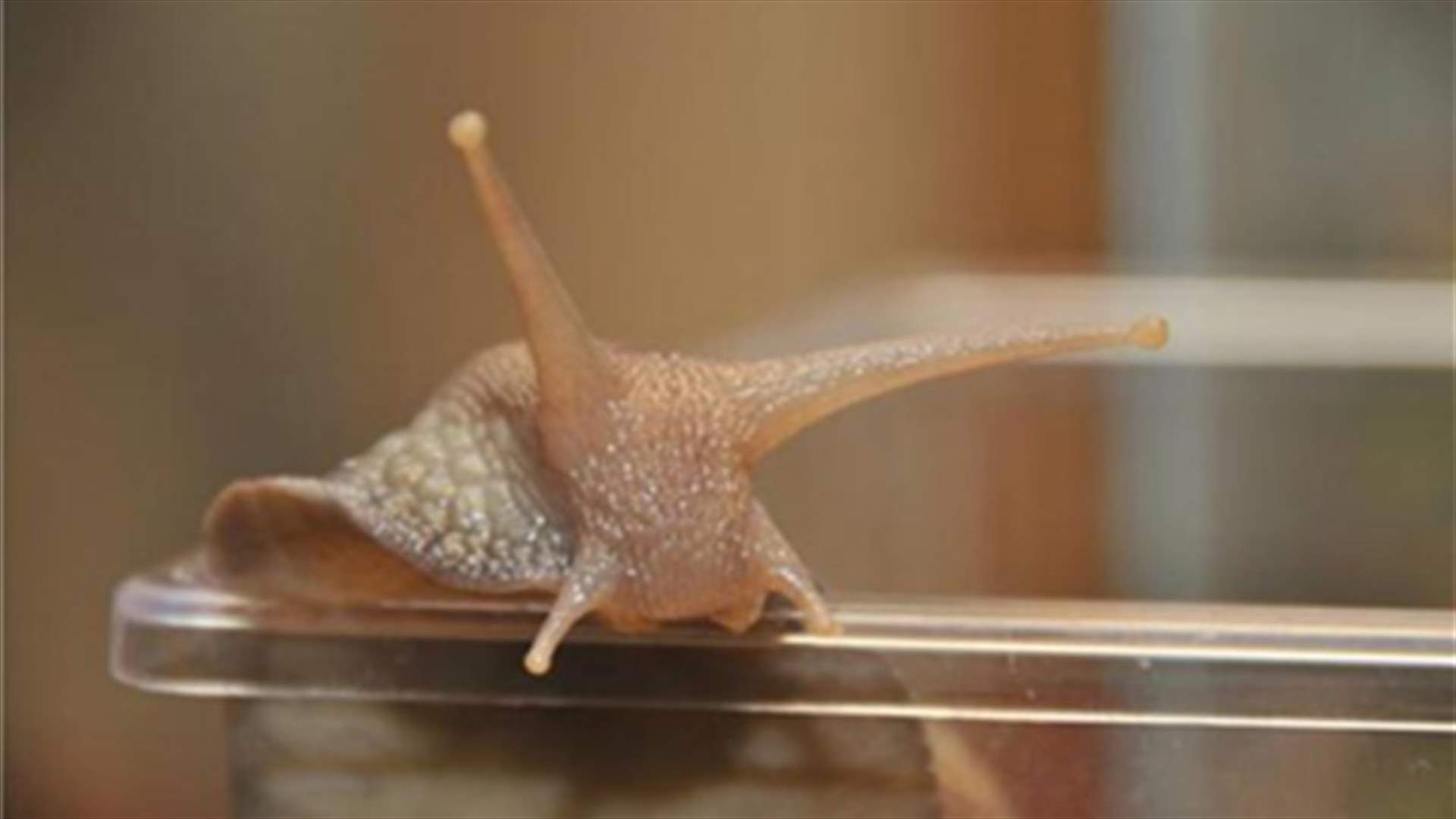 Florida battles slimy invasion by giant snails