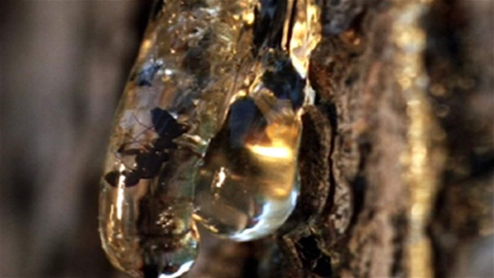 REPORT: Ambergris in Lebanon; a rare treasure
