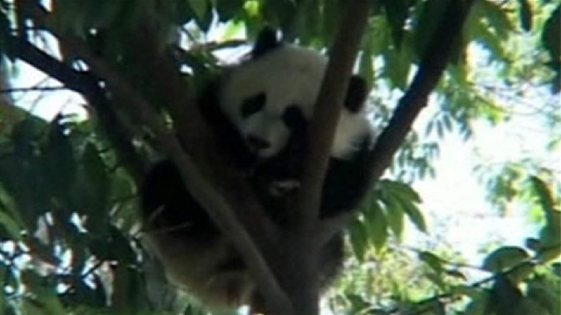 Breeding center in quake zone sustains damage, but pandas all OK