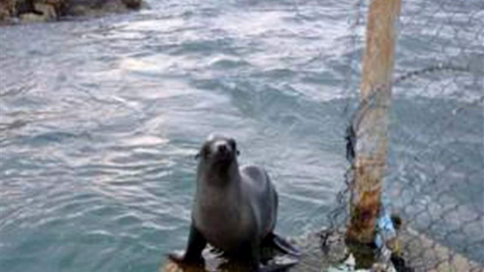 REPORT: Sea Lion spotted on the shores of Tyre