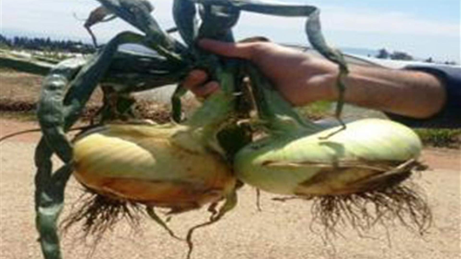 After carrots, Akkar produces giant onions  