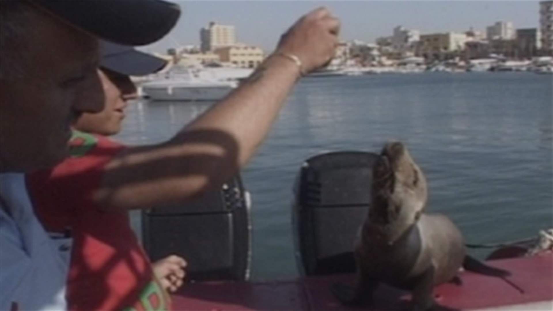 REPORT: Sea lion returns to Tyre's shores