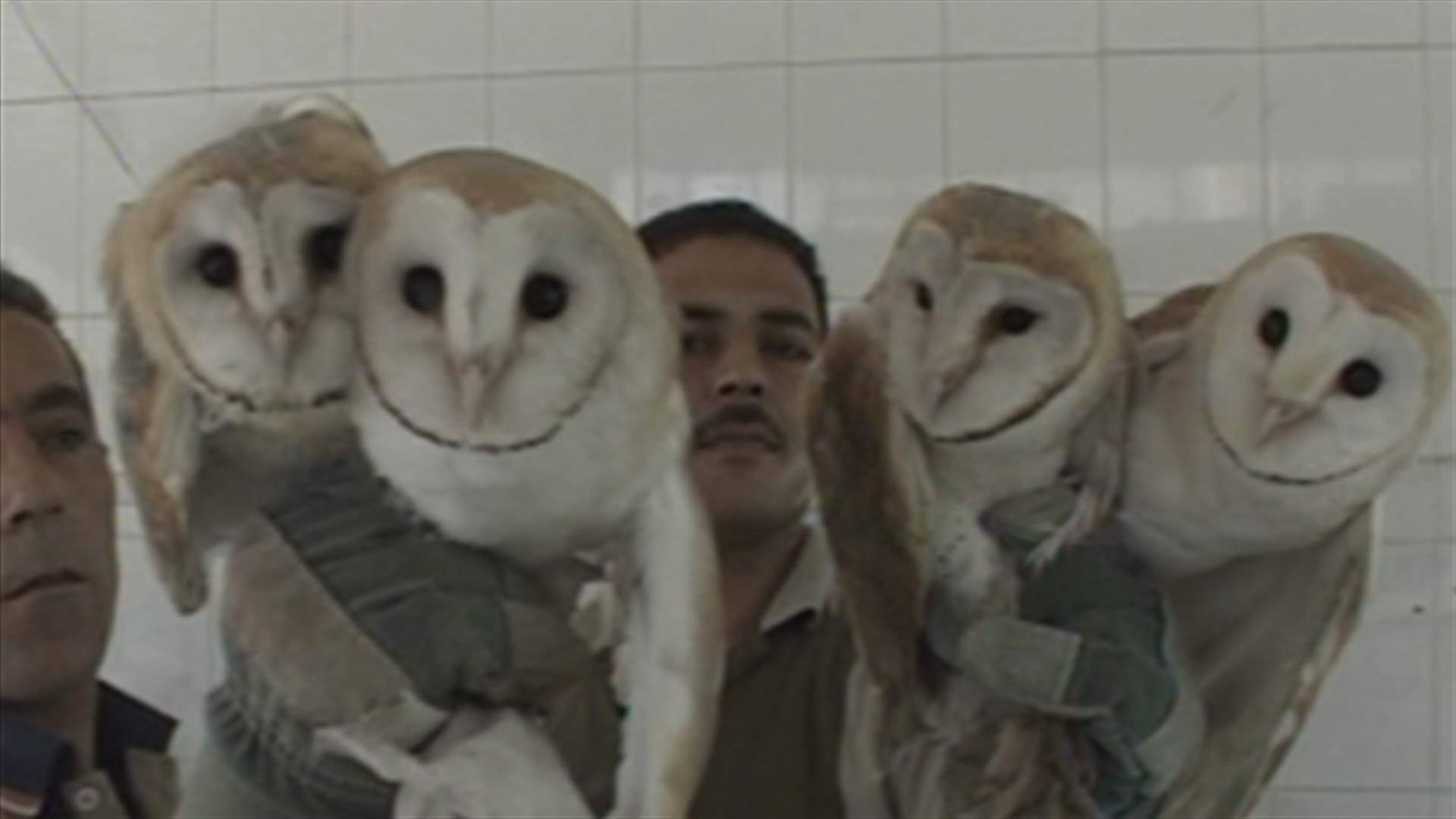 REPORT: Golden owl spotted in Tyre