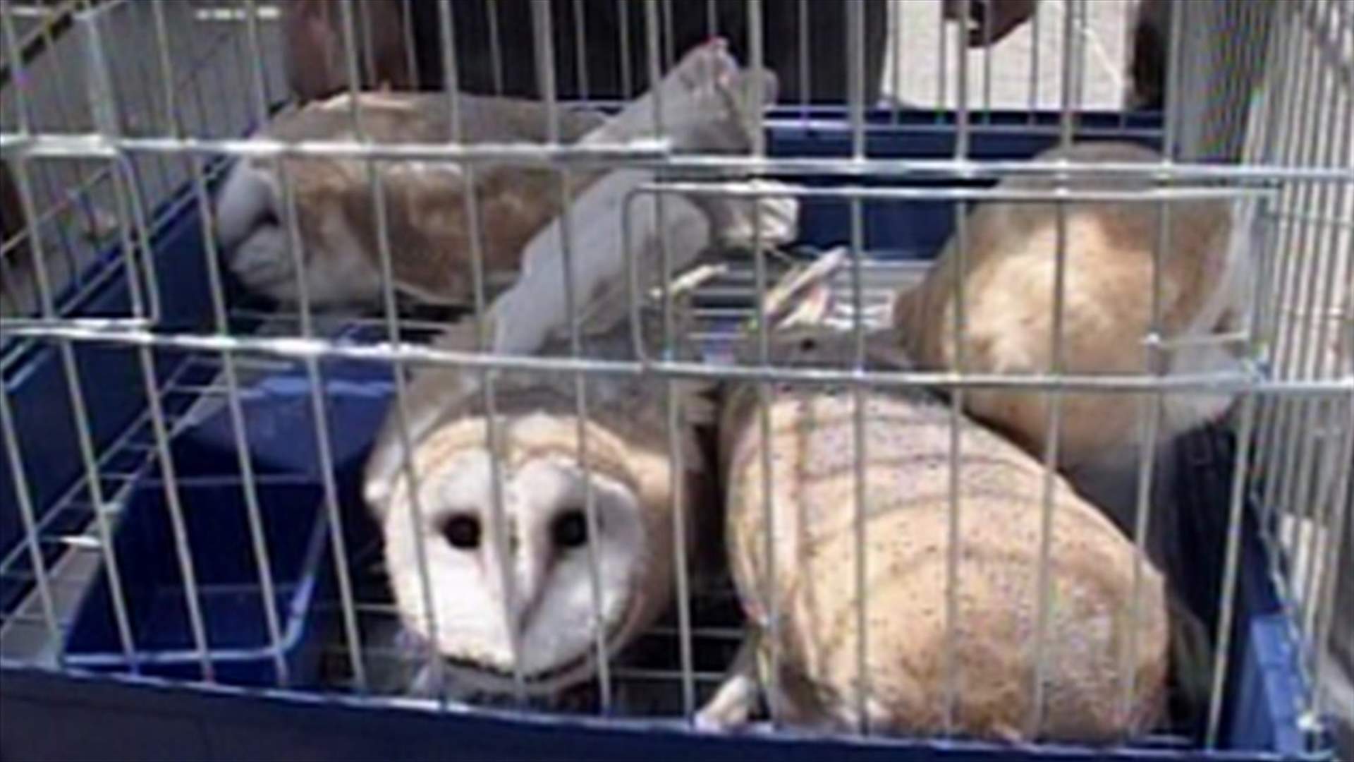 "بومات" صور إلى محميتها