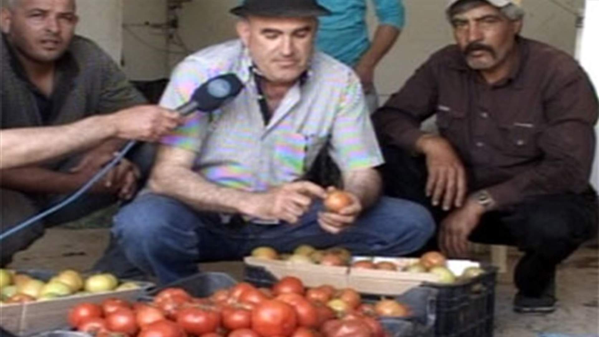 موسم البندورة في الشوف... تهدده "دودة"