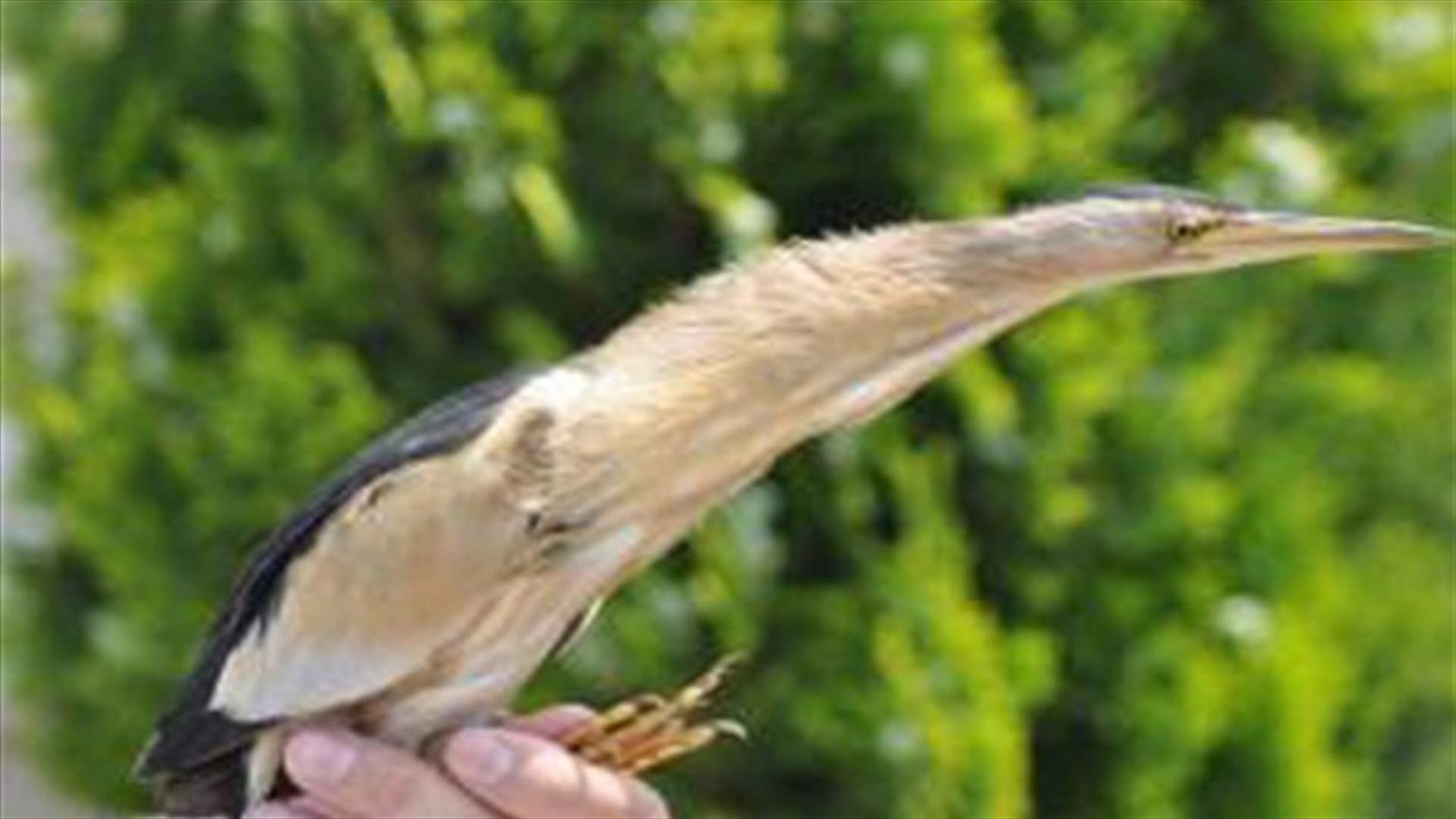 After Sea Lion, Golden Owls, Egyptian Goose makes an appearance in Lebanon's south