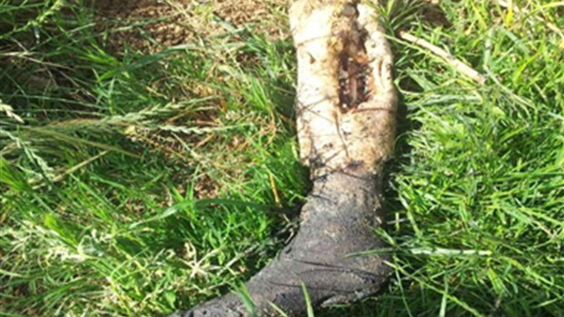 العثور على رجل انسان مبتورة في تمنين بالبقاع